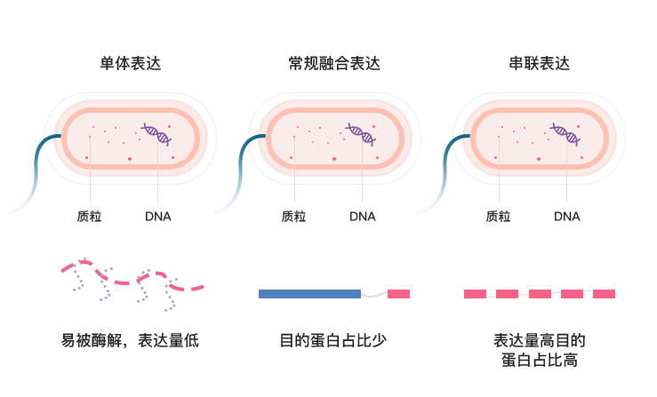 自體串聯(lián)表達(dá)，表達(dá)產(chǎn)物不含其他載體蛋白