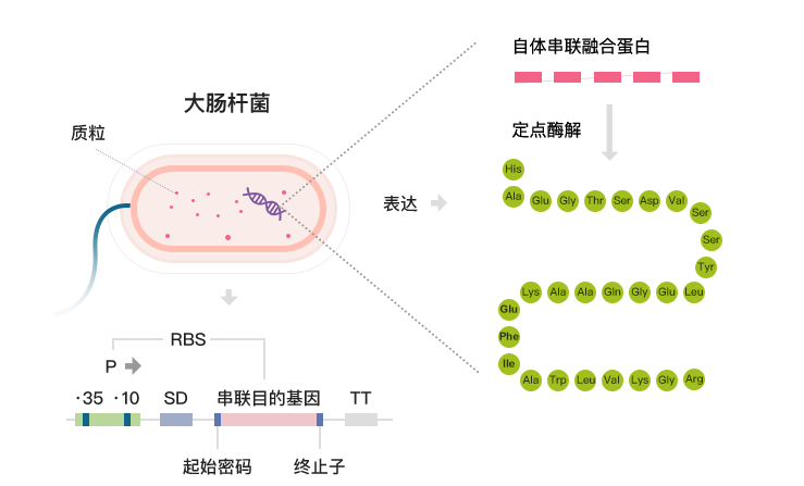 采用特有的酶切技術(shù)，酶切特異性強(qiáng)，純度極高